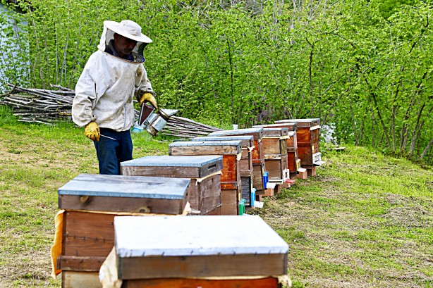 Foto - Uzmanlardan uyarı geldi... Şimdi kestane balı zamanı.. Fiyatları belli oldu!