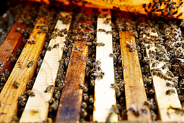 Foto - Uzmanlardan uyarı geldi... Şimdi kestane balı zamanı.. Fiyatları belli oldu!