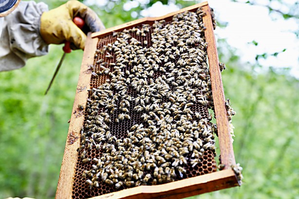 Uzmanlardan uyarı geldi... Şimdi kestane balı zamanı.. Fiyatları belli oldu!