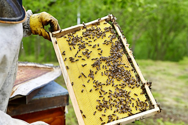 Foto - Uzmanlardan uyarı geldi... Şimdi kestane balı zamanı.. Fiyatları belli oldu!
