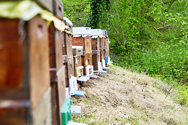Foto - Uzmanlardan uyarı geldi... Şimdi kestane balı zamanı.. Fiyatları belli oldu!