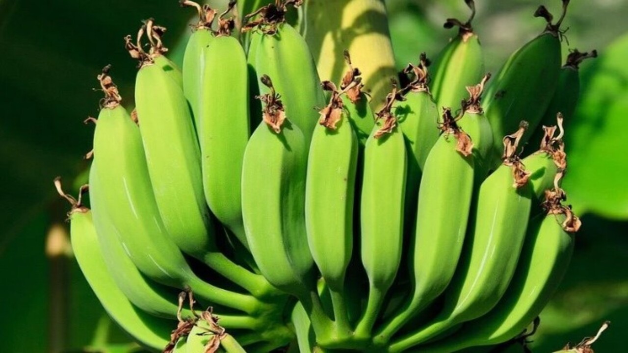 Foto - Uzmanların araştırması şaşırttı! Günde 1 adet yeşil muz tüketmek bakın hangi hastalığa iyi geliyor