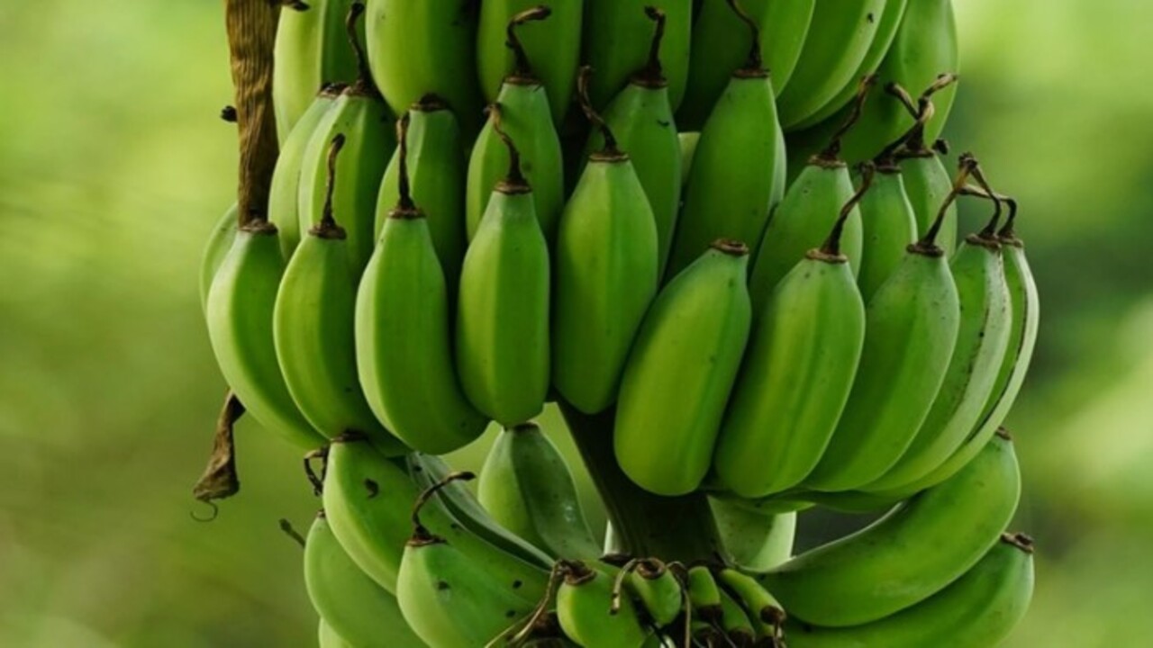 Uzmanların araştırması şaşırttı! Günde 1 adet yeşil muz tüketmek bakın hangi hastalığa iyi geliyor