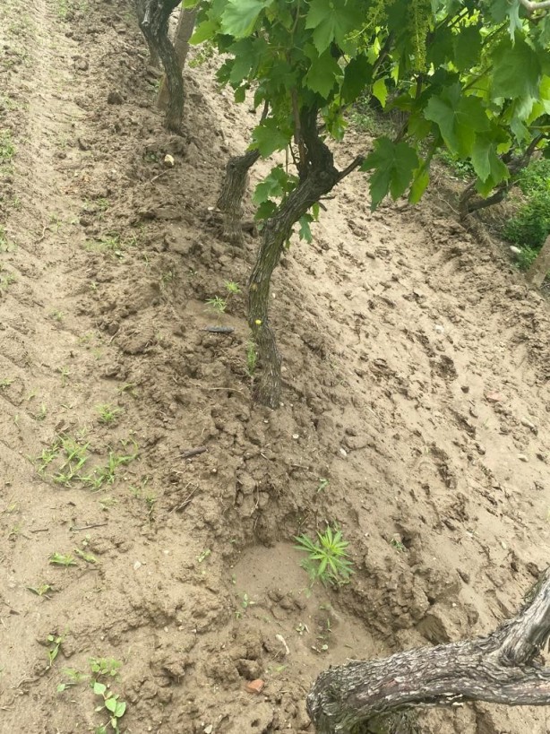 Foto - Üzüm bağında Hint keneviri yetiştirdi