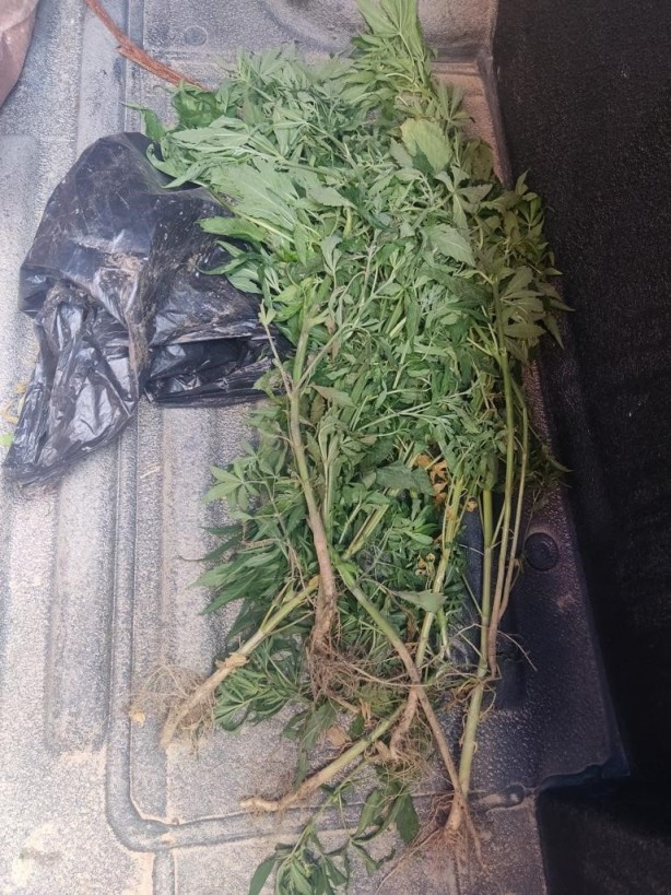 Foto - Üzüm bağında Hint keneviri yetiştirdi