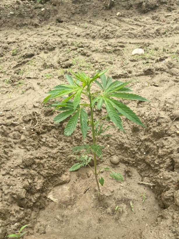 Foto - Üzüm bağında Hint keneviri yetiştirdi