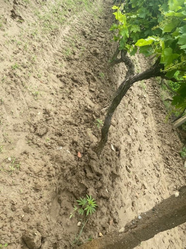 Foto - Üzüm bağında Hint keneviri yetiştirdi