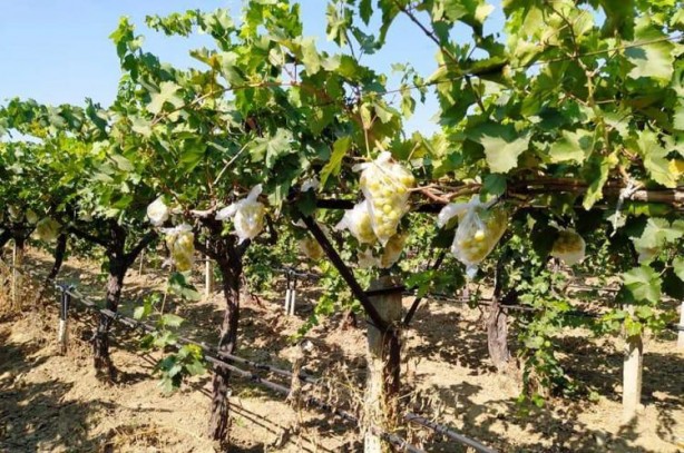Foto - Üzüm bağındaki 4 bin salkımı poşetlerle kapladı
