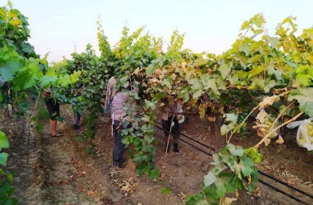 Foto - Üzüm bağındaki 4 bin salkımı poşetlerle kapladı