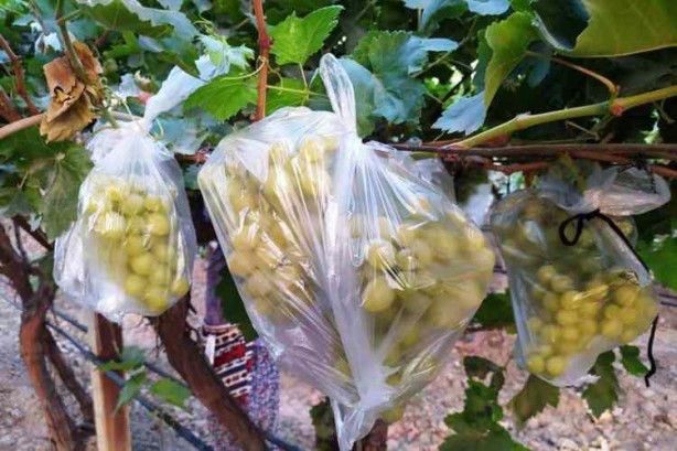 Foto - Üzüm bağındaki 4 bin salkımı poşetlerle kapladı