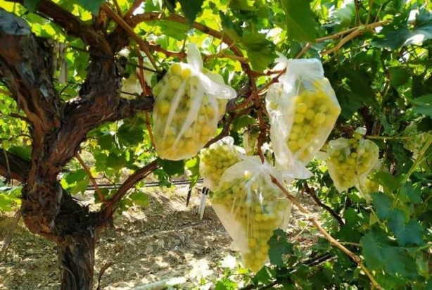 Foto - Üzüm bağındaki 4 bin salkımı poşetlerle kapladı