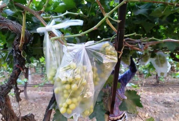 Foto - Üzüm bağındaki 4 bin salkımı poşetlerle kapladı
