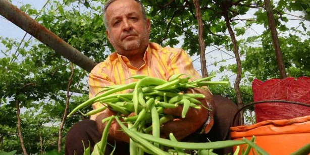 Foto - Üzümlerin altına ekti, resmen verim fışkırdı! Yok böyle bir şey! Sen ne yaptın böyle Mustafa abi
