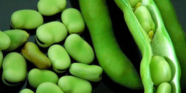 Foto - Uzun ömrün sırrı İbn-i Sina’nın kitabından çıktı! 