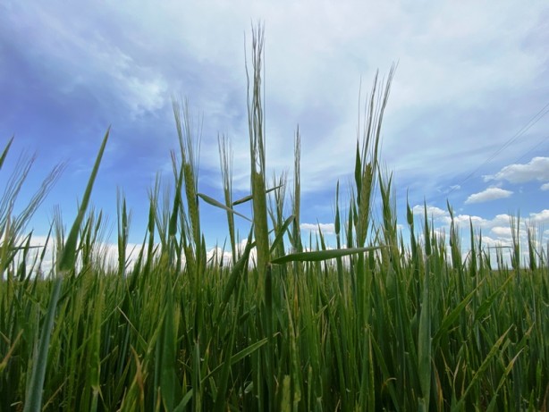 Uzun süre sonra güzel haber! Türkiye büyük bir dertten kurtuldu