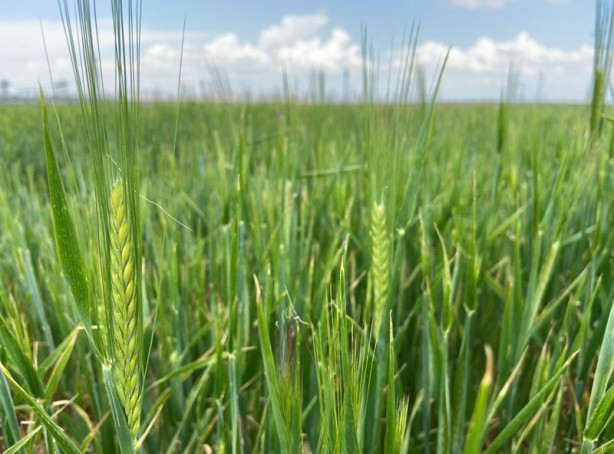 Foto - Uzun süre sonra güzel haber! Türkiye büyük bir dertten kurtuldu