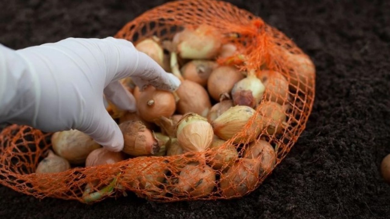 Foto - Uzun süre taze kalacak! Soğanları filizlenmeden saklamanın kolay yolu