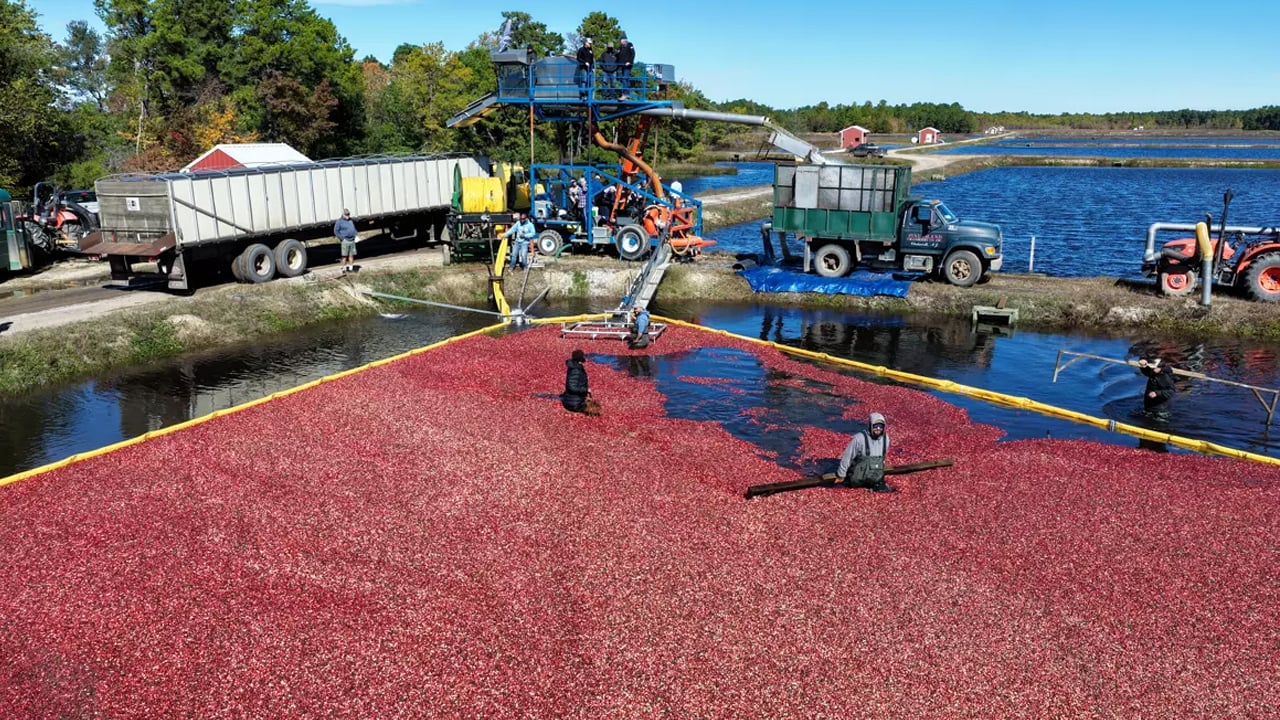 Uzun süredir biliniyor ama az kişi deniyor: Çayını demleyip için! Böbrek taşını ameliyatsız temizliyor, destek veriyor