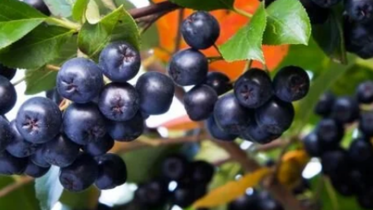 Uzun süren mide rahatsızlığına iyi gelen aronya yeni gelir kapısı oldu! 1 yıl sonra ilk hasadını gerçekleştirdi