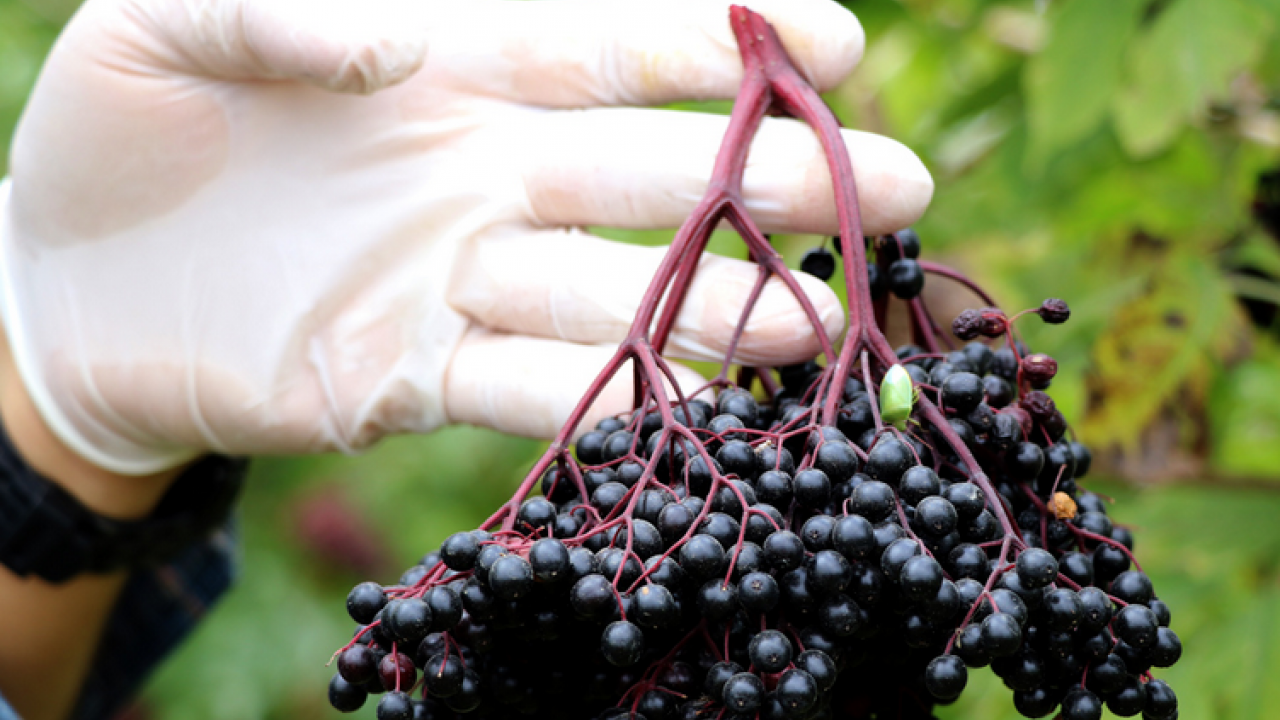 Foto - Uzun süren mide rahatsızlığına iyi gelen aronya yeni gelir kapısı oldu! 1 yıl sonra ilk hasadını gerçekleştirdi