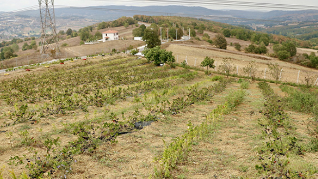 Foto - Uzun süren mide rahatsızlığına iyi gelen aronya yeni gelir kapısı oldu! 1 yıl sonra ilk hasadını gerçekleştirdi