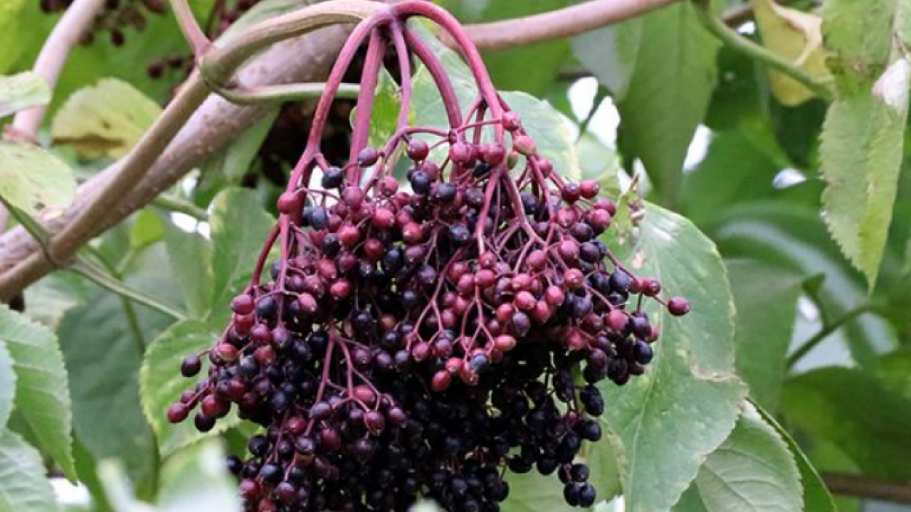 Foto - Uzun süren mide rahatsızlığına iyi gelen aronya yeni gelir kapısı oldu! 1 yıl sonra ilk hasadını gerçekleştirdi