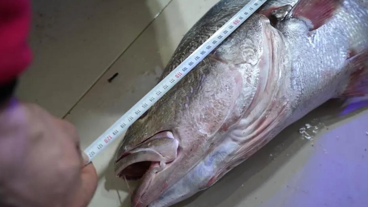 Foto - Uzun zamandır görülmemişti! 10 dakika içinde 6 bin TL'ye satıldı