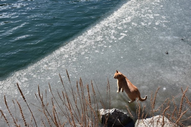 Foto - Uzungöl'ün bir kısmı buz tuttu