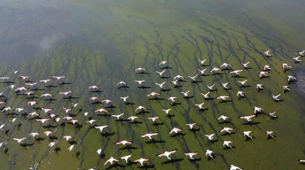 Foto - Uzunhızırlı Göleti kurudu, kuşlar bölgeyi terk etti