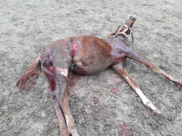 Foto - Vahşet! Aç kalan köpekler atları parçaladı