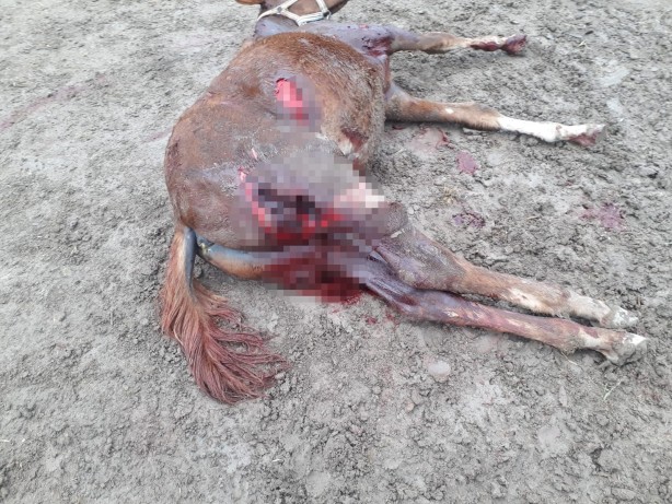 Foto - Vahşet! Aç kalan köpekler atları parçaladı