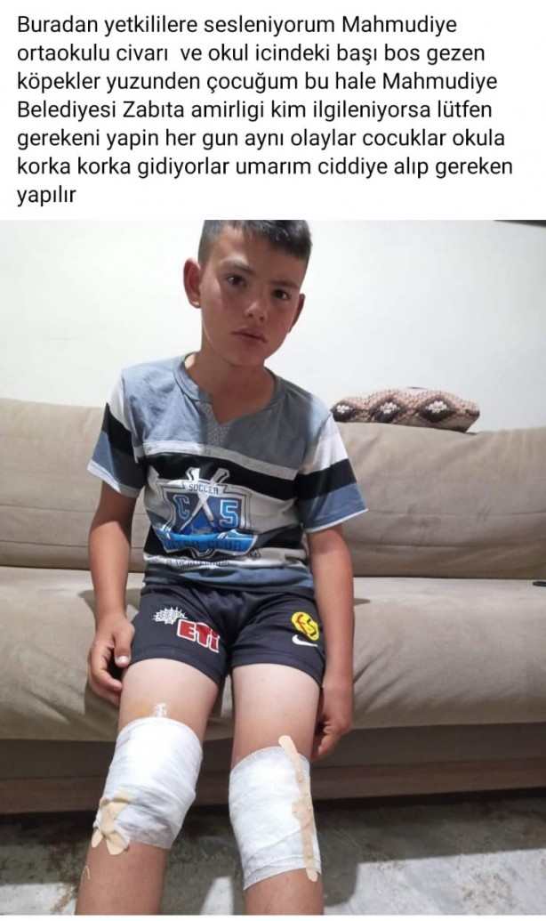 Foto - Vahşet! Aç kalan köpekler atları parçaladı