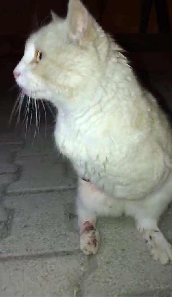 Foto - Vahşet! Gümüşhane'de kedilerin bacakları ve kuyrukları kesildi