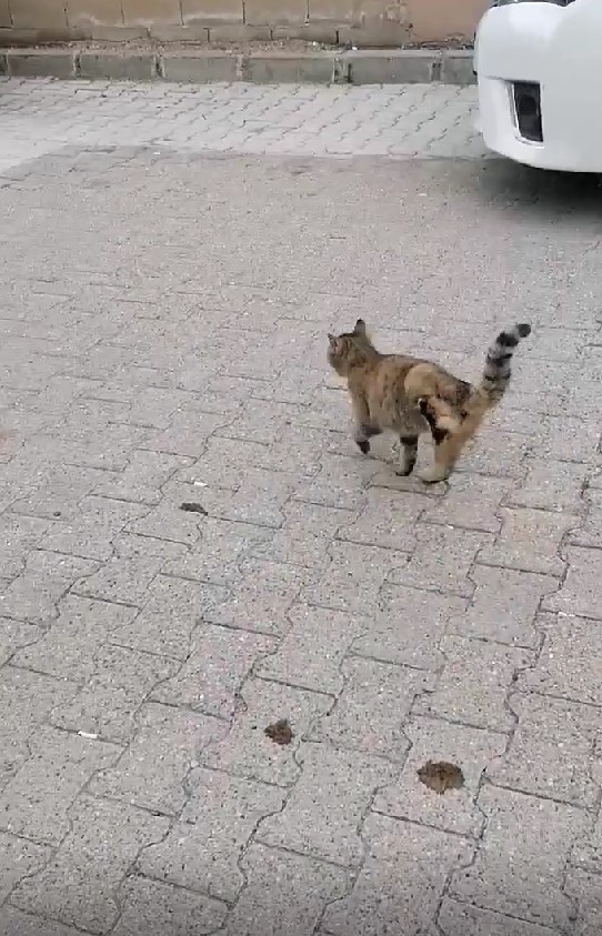 Foto - Vahşet! Gümüşhane'de kedilerin bacakları ve kuyrukları kesildi