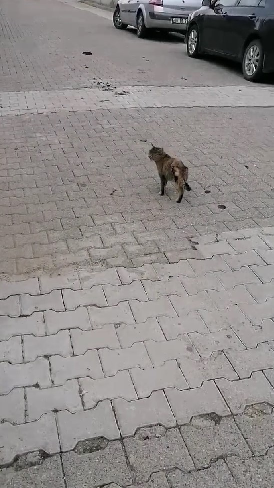 Foto - Vahşet! Gümüşhane'de kedilerin bacakları ve kuyrukları kesildi