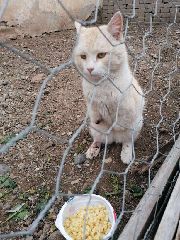 Foto - Vahşet! Gümüşhane'de kedilerin bacakları ve kuyrukları kesildi