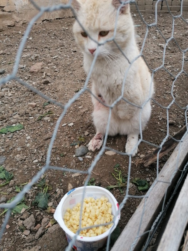 Foto - Vahşet! Gümüşhane'de kedilerin bacakları ve kuyrukları kesildi