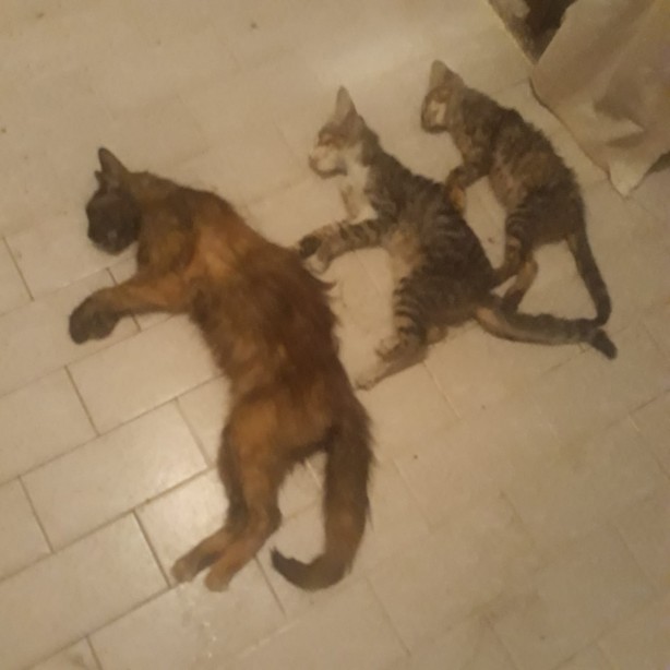 Foto - Vahşet! Sitede kedi köpek katliamı... Feci şekilde öldürüldüler