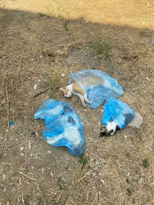 Foto - Vahşet! Sitede kedi köpek katliamı... Feci şekilde öldürüldüler