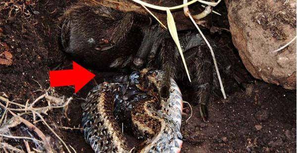 Foto - Vahşi doğada ilk kez görüldü!