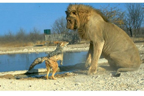 Foto - Vahşi doğada sıra dışı anlar!