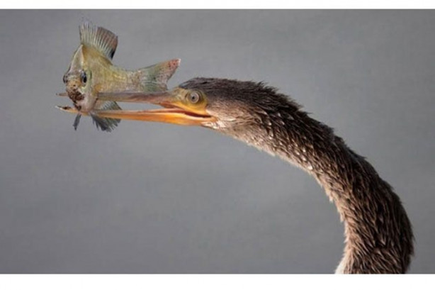 Foto - Vahşi doğada sıra dışı anlar!