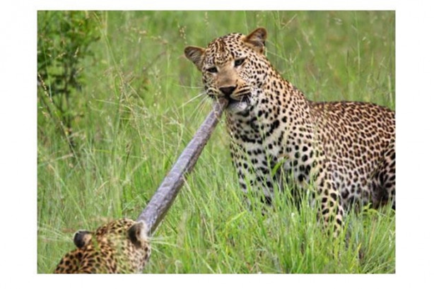 Foto - Vahşi doğada sıra dışı anlar!