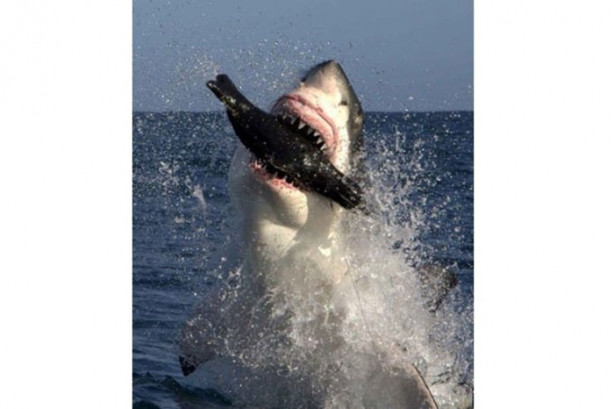 Foto - Vahşi doğada sıra dışı anlar!