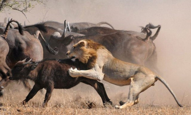 Foto - Vahşi doğada sıra dışı anlar!