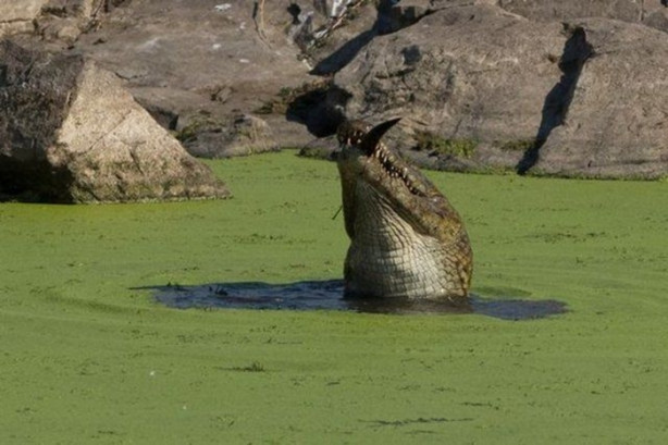 Foto - Vahşi doğada sıra dışı anlar!