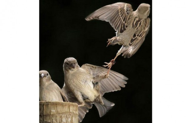 Foto - Vahşi doğada sıra dışı anlar!