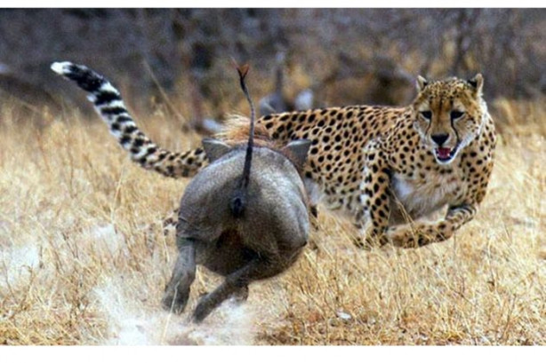 Foto - Vahşi doğada sıra dışı anlar!