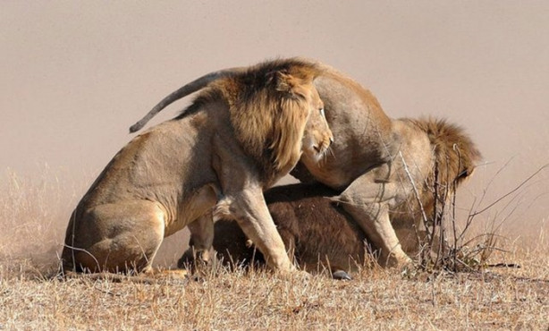 Foto - Vahşi doğada sıra dışı anlar!