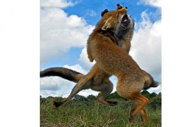 Foto - Vahşi doğada sıra dışı anlar!